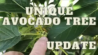UNIQUE AVOCADO TREE | Multi Grafted | Grow 5 varieties on one Tree - Update