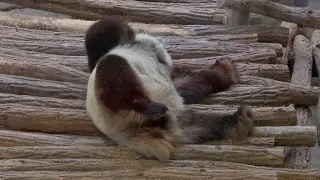 Plus que quelques heures avant l'accouchement du panda Huan Huan au zoo de Beauval