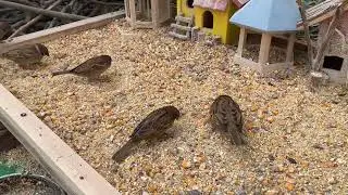 A Handful of Rice, and the Sparrows Came 🐦 | Pure Nature Healing-P260210-1