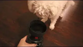 Lesotc Pet Water Bottle REVIEW!