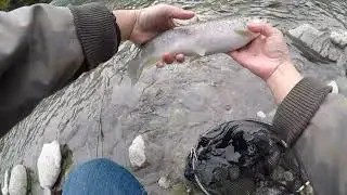 Truite &agrave; la cuill&egrave;re ARS
