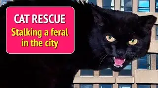Cat Rescue - Stalking a feral in the city.