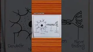 Nerve Cell Drawing / Nerve Cell Diagram / Neuron Diagram #shorts #nervecell