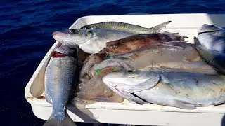 Fishing for the Ingredients - Smoked Trevally Dip with Squid Rings