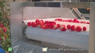Strawberry Juice Production Line-Washing and Juicing