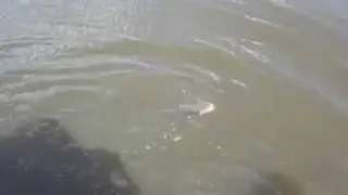 Sight casting sleepy cod