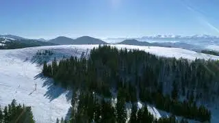 green pine trees