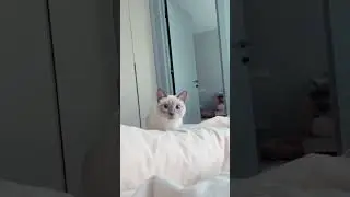 Funny and Cute Cats #shorts #viral #shortsvideos (woodworking art skills)