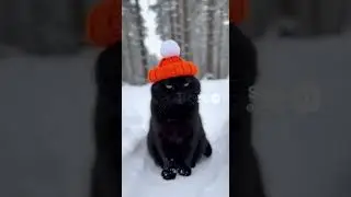 Устраиваюсь фамильяром. Собеседование 1 #cat #котики #работа #ведьма
