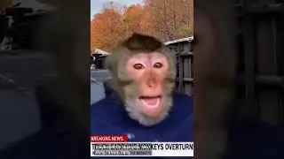 Live interview from the monkey on the overturned truck in Mississippi! #laugh