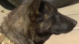 Springfield Police Department K9s getting new ballistic vests thanks to donation