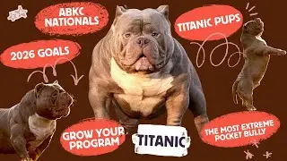 Is Titanic the cleanest most extreme pocket bully in the world?? 