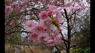 Spring Flowers   -   A Variety Of Spring Flowers  🌺🪷🌹🌷🌸🌻🌼    Cherry blossom    Tulips        🇵🇭   🇬🇧