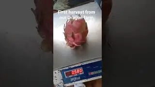 14 Months old My Dragon fruit farm first harvest... max size 580gm...