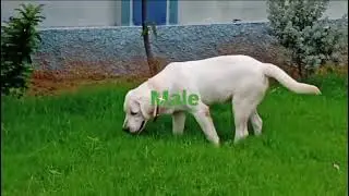 Labrador Male Female Puppy  Mo. 📲 8104072120#labrador#pets #youtubeshorts #youtube