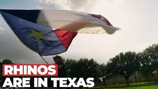 HOUSTON LAUNCH | RED RHINO | POOL LEAK EXPERTS