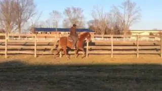 IMG 1532