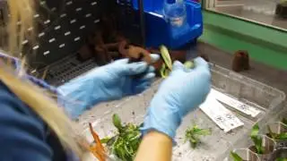 Quick Plug Xcellent