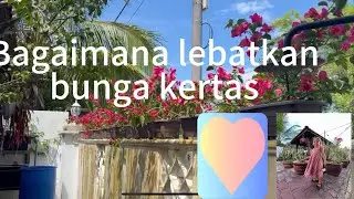 Lakukan ini saja untuk bougenville cepat berbunga #bunga #bungakertas #bougenville  @muslibahari