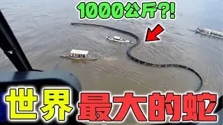 世界最大的10種蛇！能長到50米長，第一名統治地球1000萬年？|好奇指南針#最大的蛇#top10#四處觀察#世界之最Top#出類拔萃#腦洞大開#