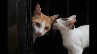 House of Cats (and two dogs) | Ordinary is Extraordinary | Cutacut