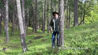 PH960W Trail Camera Wilson Forest Lands