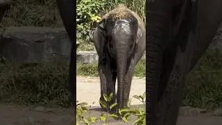 Asian Elephant #animal #wildlife