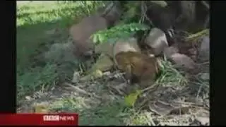 Huge Cane Toad