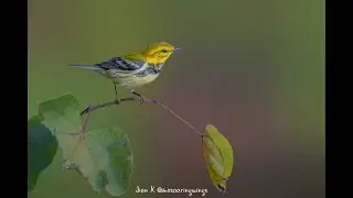 Black throated green warbler (2025 Fall migration)