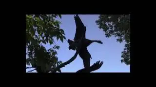 CША. Ботанический сад в Чикаго в 2016. Chicago Botanic Garden.