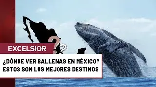 &iquest;D&oacute;nde ver ballenas en M&eacute;xico? Estos son los mejores destinos y la temporada ideal