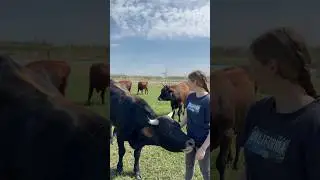 Приручаю Красавчика #2025 #trendingshorts #милота #love #деревня #farming #быки #сельскоехозяйство