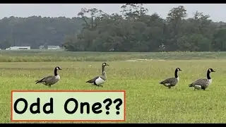 Quill Lake Canada Goose | Canada Goose | Canada Geese | Goose Hunting | Odd Goose | Quill Lake