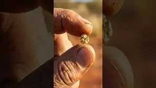 GOLD PROSPECTING Your First Gold Nugget Is SUPPOSED to Be Tiny #shorts