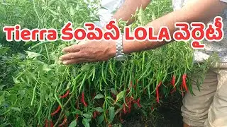 Tierra కంపెనీ LOLA వెరైటీ || MUNYA NAIK