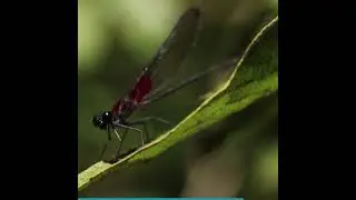 #CuidadoPorDondePisas: Hetaerina occisa (Caballito escarlata cola de raqueta)