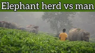 Alone boy struggling to fight with elephant herd