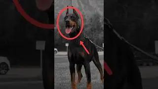 American vs European Doberman&hellip; and the Legendary Warlock! #doberman #guarddog  #dog