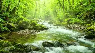 Forest River Flow and Gentle Stream, Nature Sounds for Meditation, Sleep, and Deep Relaxation
