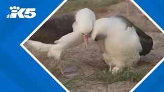 World's oldest known bird lays eggs