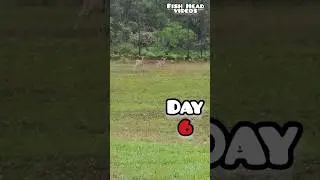 8 Day DEER CORN Experiment - Day 6 of the HERD! #shorts #deer