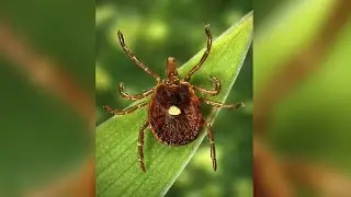 How researchers figured out a man died from allergic reaction to meat caused by a tick bite