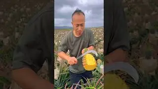 Pineapple juice fresh cutting skills eating with rural farming life #yummy #satisfying #farming