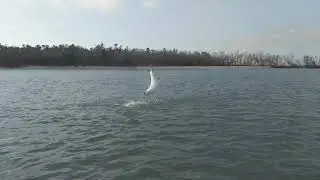 HUGE Tarpon Catch in SWFL | Glades Dayz Fishing