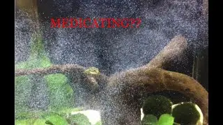 Why I medicated my pea puffer tank (and you should too)