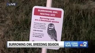 Cape Coral works to protect burrowing owls as nesting season begins