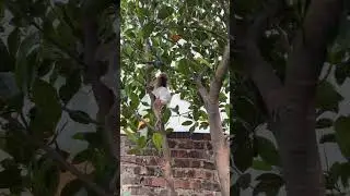 Baby monkey climbing tree🐒🐵🐒#monkey #babymonkey #funny