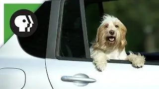 Dogs Riding in Cars...in Paris!