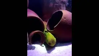 Brighton Sea Life Centre - Crazy Moray Eel