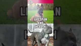 Belgian Malinois vs Pitbull #dog #shorts #belgianmalinois #pitbull